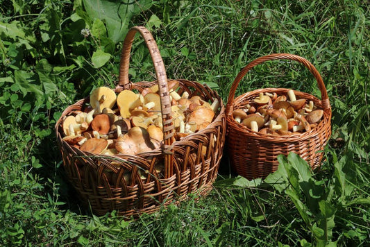 Beyond Portobellos: Discovering Mushrooms as Probiotics Powerhouses